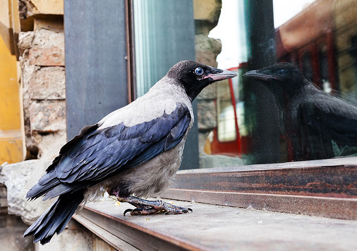bird safety window film prevents bird collisions