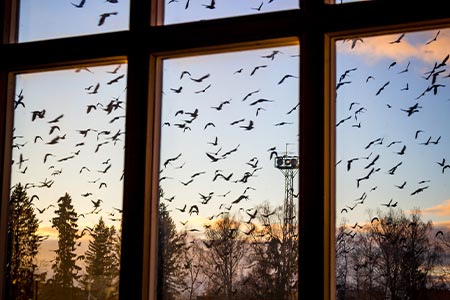 washington dc bird safety window film