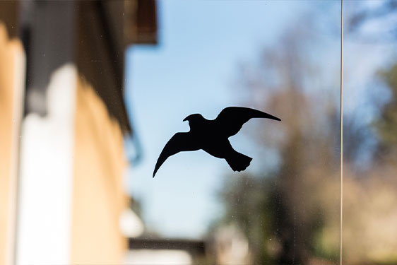 bird-safety-film-in-north-carolina bird-safety-film-in-north-carolina