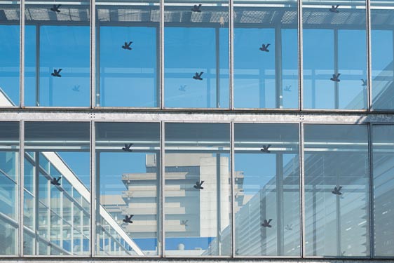 north-carolina-birds-hitting-windows
