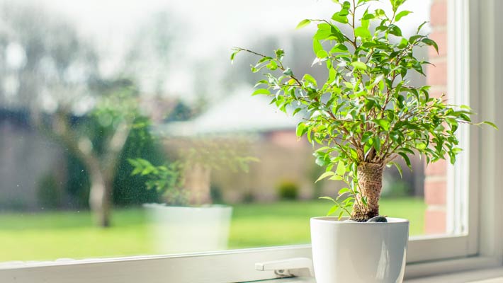 How does window film affect plants?