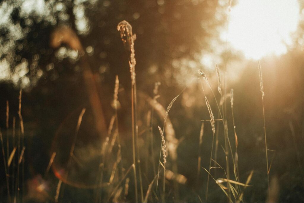 Sunshine on Grass