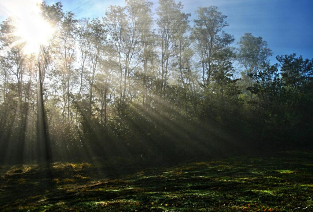 Sun Shining Through Trees