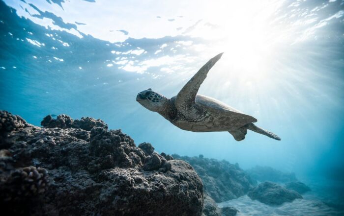 Sea turtle swimming under the water.